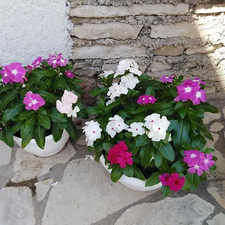 Mirijana Vinogradska Pula
